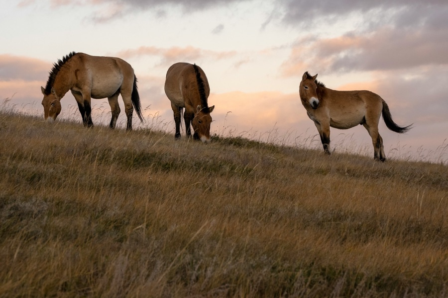 Wild Przewalski's horses grazing on the Mongolian steppe at dusk, golden light and clouds on the horizon